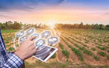Innovation technology for smart farm system, Agriculture management, Hand holding smartphone with smart technology concept. asian male farmer working in of cassava plantation collect data to study.