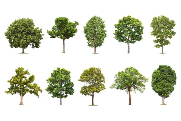 Isolado Grande Árvore Fundo Branco Coleção Árvores Grandes Árvores Banco — Fotografia de Stock