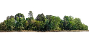 Beyaz, tropikal ağaçlarda izole edilmiş ağaç grubu tasarım, reklam ve mimari için kullanılıyor. Beyaz arka planda ıssız bir ada..   