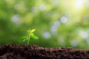 small tree planted with sunrise green earth and earth day concept. a planted tree seedling, green bokeh background, forest conservation concept.Environment, Young green plant growing at sunlight.
