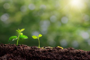 small tree planted with sunrise green earth and earth day concept. a planted tree seedling, green bokeh background, forest conservation concept. Environment, Growing Concept