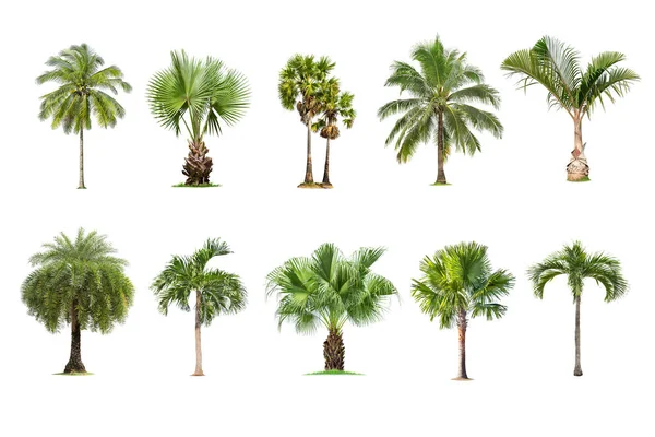 Palmy Izolované Bílém Pozadí Sbírka Palem Databáze Velkých Stromů Botanická — Stock fotografie