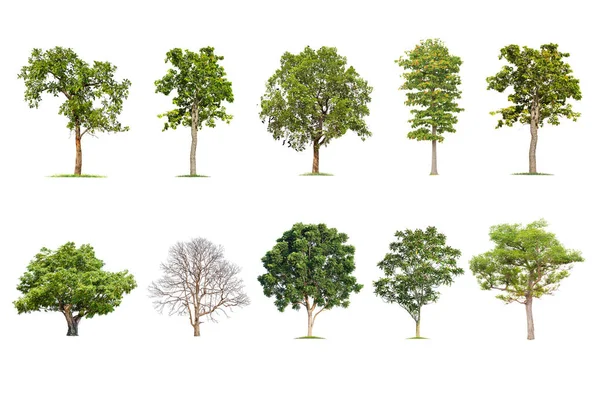Árvore Isolada Fundo Branco Coleção Árvores Grandes Árvores Banco Dados — Fotografia de Stock