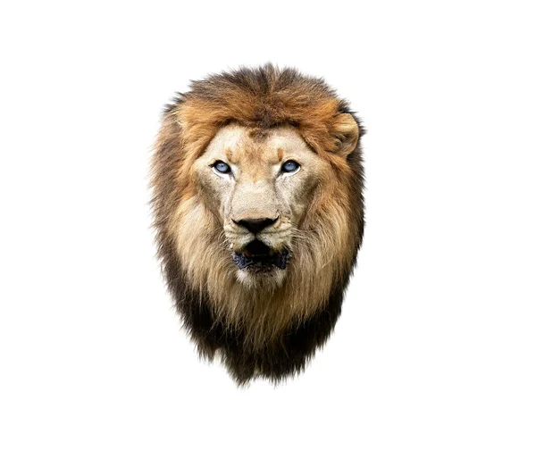 Lion Isolated White Background — Stock Photo, Image
