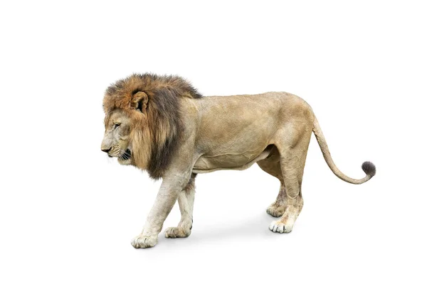 Side view of walking lion isolated on White Background.