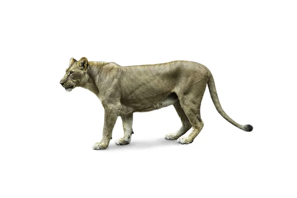 Side View Walking Lion Isolated White Background — Stock Photo, Image