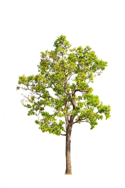 Grönt Träd Isolerat Transparent Bakgrund Enda Träd Med Klippning Väg — Stockfoto
