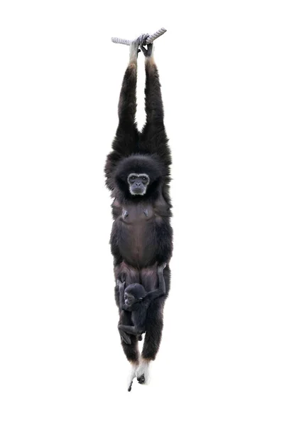 Gibón Común Mano Blanca Aislada Sobre Fondo Blanco Gibbon Tenía — Foto de Stock