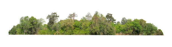 Grupo Árboles Aislados Árboles Blancos Tropicales Aislados Utilizados Para Diseño — Foto de Stock