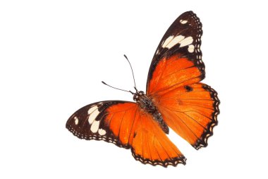 Beyaz arka planda tek başına uçan güzel bir kelebek. Tawny Coster (Acraea ihlali), Acraea terpsicore, esmer coster, grafikler veya reklam tasarımı için kullanılan küçük bir kelebektir..
