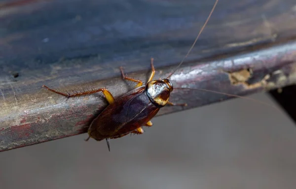 Kakkerlak Hout Het Probleem Het Huis Dat Kakkerlakken Keuken Wonen — Stockfoto
