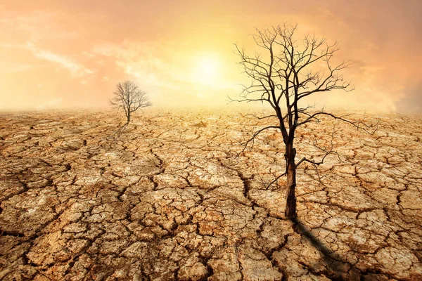 Ξηρασία Του Πλανήτη Δεν Έχει Νερό Νεκρά Δέντρα Υπερθέρμανση Του — Φωτογραφία Αρχείου