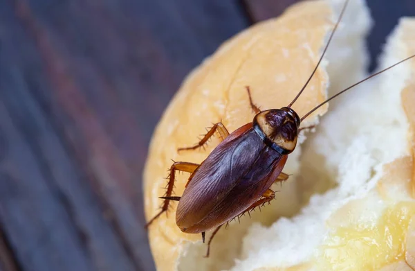 Masalah Rumah Karena Kecoa Tinggal Kitchen Cockroach Makan Roti Gandum Stok Gambar Bebas Royalti