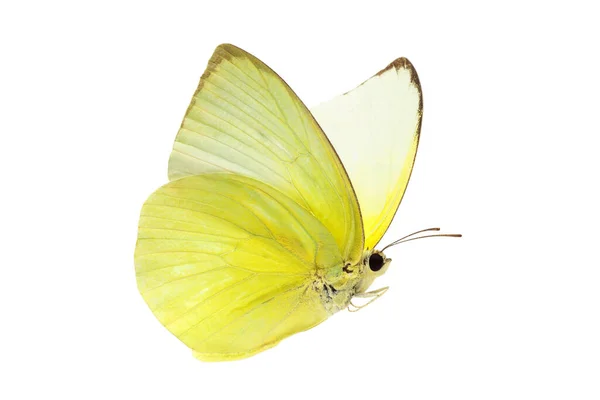 Красивая Желтая Бабочка Летящая Изолированно Прозрачном Фоне Вырезанной Дорожкой Одинокая Лицензионные Стоковые Изображения
