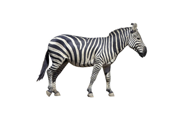 Young beautiful zebra isolated on white background, zebra close up, zebra cut full length, zoo animal. clipping path.
