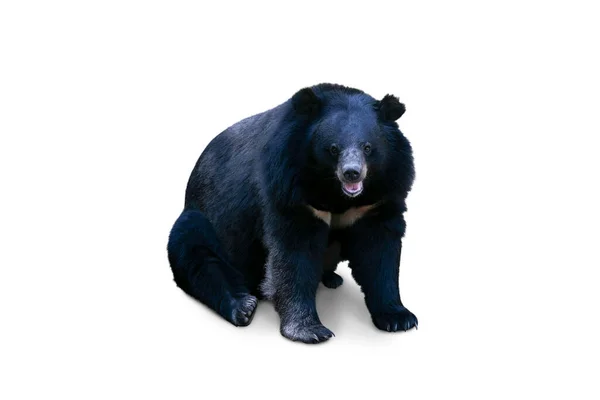 Азиатский Черный Медведь Ursus Thibetanus Изолирован Белом Фоне Clipping Пути — стоковое фото
