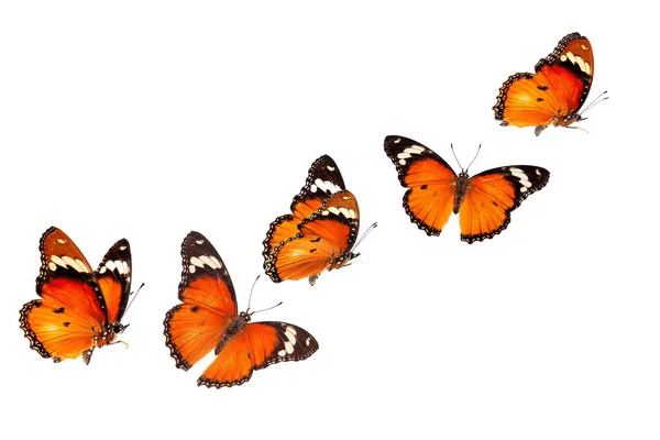 Красивая Бабочка Монарх Изолирована Белом Фоне Набор Бабочек Большого Монарха Лицензионные Стоковые Фото