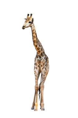 Somali Zürafası, yaygın olarak Retiküle Zürafa olarak bilinen Zürafa, Züraffa camelopardalis reticulata, 2 buçuk yaşında, beyaz arka plana karşı duruyor..