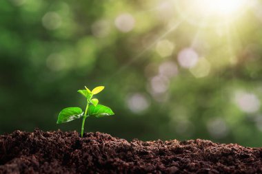 small tree planted with sunrise green earth and earth day concept. a planted tree seedling, green bokeh background, forest conservation concept.Environment, Young green plant growing at sunlight.