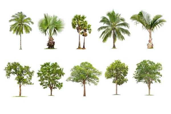 木とヤシの白い背景に隔離され 木のコレクション 大規模な木データベースタイにおけるアジアの自然の植物園組織要素 デザインのために使用される熱帯の木 — ストック写真