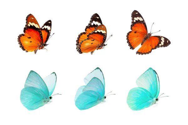 Piękny Motyl Monarcha Odizolowany Białym Tle Zestaw Big Monarch Motyle — Zdjęcie stockowe