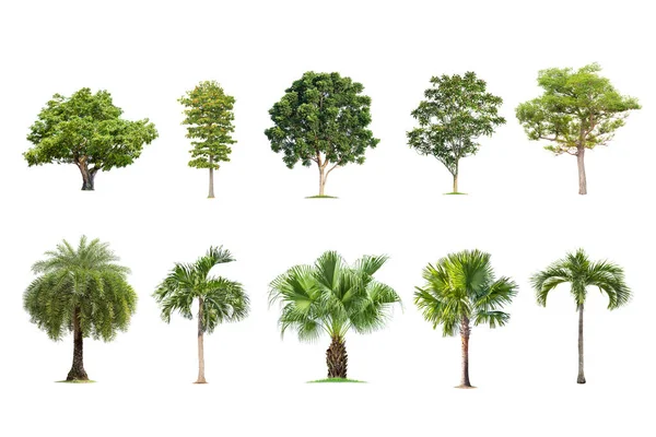 木とヤシの白い背景に隔離され 木のコレクション 大規模な木データベースタイにおけるアジアの自然の植物園組織要素 デザインのために使用される熱帯の木 — ストック写真