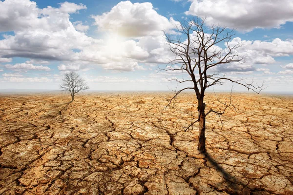 Globální Oteplování Sucho Nedostatek Vody Mrtvé Stromy Globální Oteplování Udržitelný — Stock fotografie