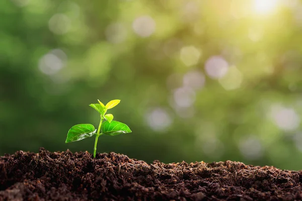 small tree planted with sunrise green earth and earth day concept. a planted tree seedling, green bokeh background, forest conservation concept.Environment, Young green plant growing at sunlight.