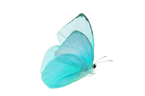 Красивая Голубая Бабочка Летит Изолированно Прозрачном Фоне Клиппинговой Дорожкой Одна Лицензионные Стоковые Изображения