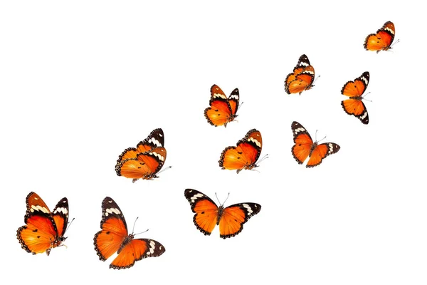 Красивая Бабочка Монарх Изолирована Белом Фоне Набор Бабочек Большого Монарха Стоковое Фото