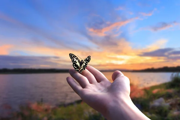 flying butterfly and human hands on abstract sunny natural background. freedom, save wild nature, ecology concept. encounter man and nature. harmony, peaceful atmosphere landscape. copy space.