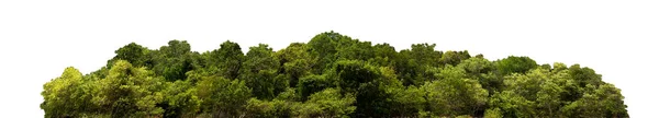 グループグリーンの木は白い背景に隔離されています 切り取られた木の線 夏の緑の木や低木の行は 白い背景に隔離された 森の風景 高品質のクリッピングマスク 森と緑の葉 — ストック写真