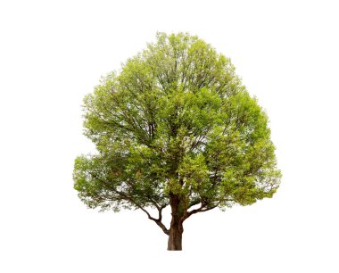 İzole edilmiş (Burma padauk) Beyaz arka planda Pterocarpus makrokarpus ağaçları. Tasarım, reklam ve mimari için kullanılan tropikal ağaçlar.