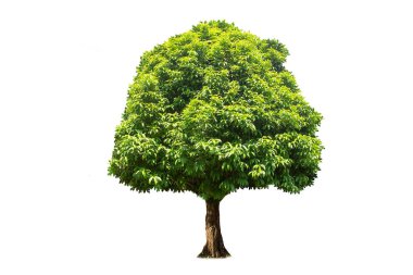 Isolated (Burma padauk) Pterocarpus macrocarpus trees on white background. tropical trees isolated used for design, advertising and architecture. clipart