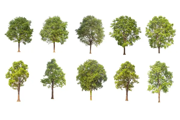  tree isolated on white background ,The collection of trees. Large trees database Botanical garden organization elements of Asian nature in Thailand, tropical trees isolated used for design,