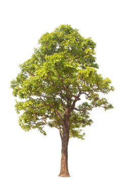 Beyaz arka planda izole ağaçlar. Beyaz arkaplanda yüksek qaulity ağacı, hem yazdırma hem de web sayfaları için yüksek çözünürlüklü resim için tam kare kamera çekimi. 