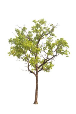 Beyaz arka planda izole ağaçlar. Beyaz arkaplanda yüksek qaulity ağacı, hem yazdırma hem de web sayfaları için yüksek çözünürlüklü resim için tam kare kamera çekimi. 