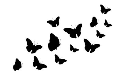 Çeşitli grafikler için uygun siyah ve beyaz kelebek silueti. Beyaz arka planda uçan kelebekler..