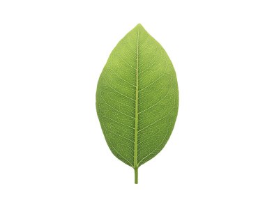 Yeşil yaprağın yüksek çözünürlüklü görüntüsü, saf beyaz arka planda izole edilmiş. Karbondioksit emisyonunu azaltmak. Karbondioksit salınımı olmadan temiz ve dostane bir ortam. Kesme yolu ile..
