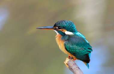 Kingfisher catching a fish, Kingfisher on a branch, Close up of a kingfisher.