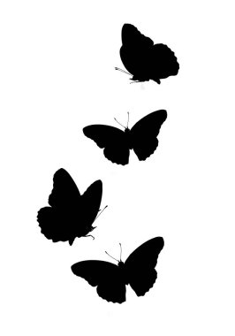 Çeşitli grafikler için uygun siyah ve beyaz kelebek silueti. Beyaz arka planda uçan kelebekler..