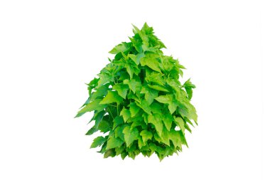 Beyaz arka planda izole ağaçlar. Beyaz arkaplanda yüksek qaulity ağacı, yüksek çözünürlüklü resim için tam kare kamera çekimi hem yazdırma hem web sayfaları hem de kesme yolu ile web 