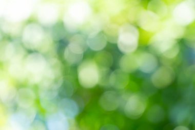 Arka planda doğal yeşil bitkiler manzarası, ekoloji, taze duvar kağıdı konsepti kullanılarak arka planda fotokopi alanı ile bahçedeki bulanık yeşillik arkaplan üzerindeki yeşil yaprağın yakın doğa görüntüsü.