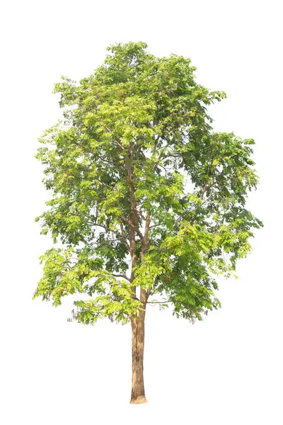 Beyaz arka planda izole ağaçlar. Beyaz arkaplanda yüksek qaulity ağacı, hem yazdırma hem de web sayfaları için yüksek çözünürlüklü resim için tam kare kamera çekimi. 