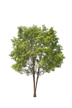 Beyaz arka planda izole ağaçlar. Beyaz arkaplanda yüksek qaulity ağacı, hem yazdırma hem de web sayfaları için yüksek çözünürlüklü resim için tam kare kamera çekimi. 