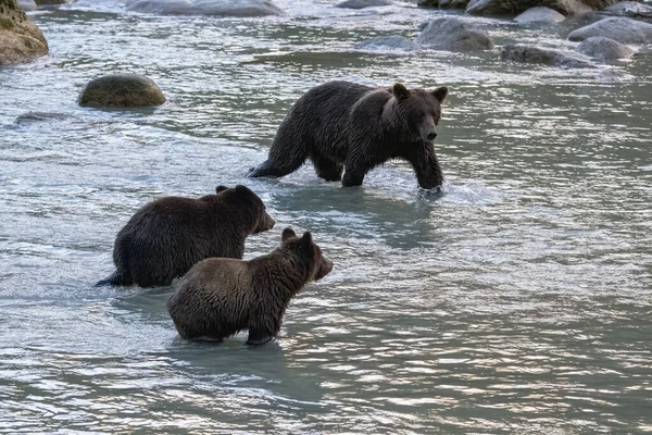 两只年轻的灰熊在阿拉斯加的河里散步 — 图库照片