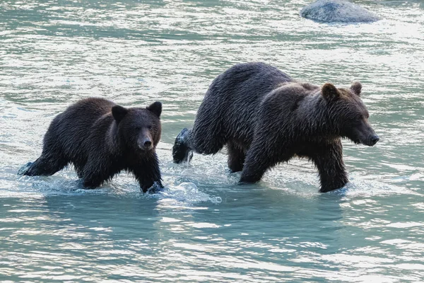 冬天到来之前 灰熊的妈妈带着幼崽在阿拉斯加的河里钓鱼 — 图库照片