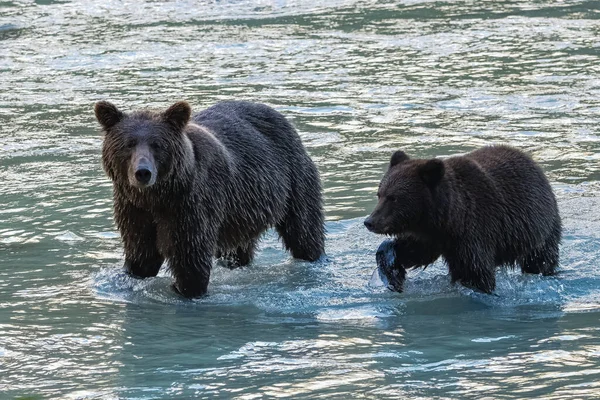 Grizzlys fishing salmon in the river in Alaska before winter, mother with cub