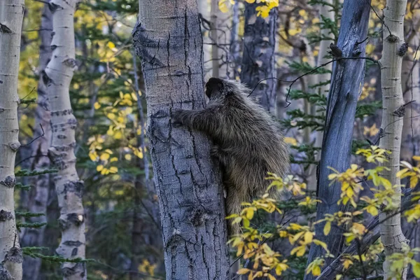Gran Puercoespín Trepando Árbol Bosque Alaska — Foto de Stock
