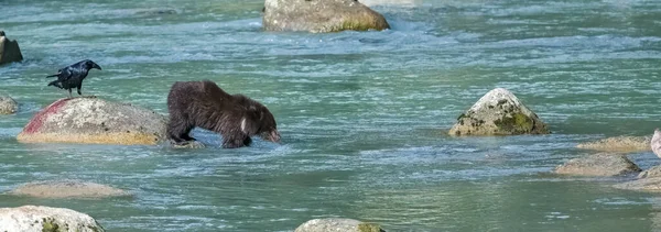 阿拉斯加 一只年轻的灰熊站在河边的岩石上 — 图库照片
